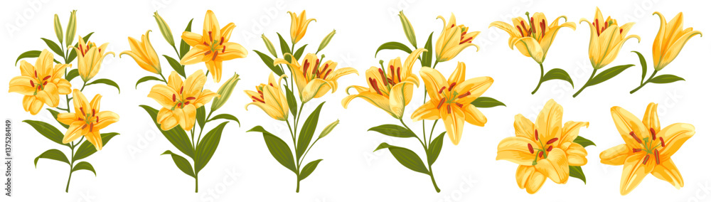 Yellow tiger lilies. Set of lily flowers. Detailed drawing, separate flowers, branch, leaves and floral compositions, arrangements, bouquet. Botanical vector illustration