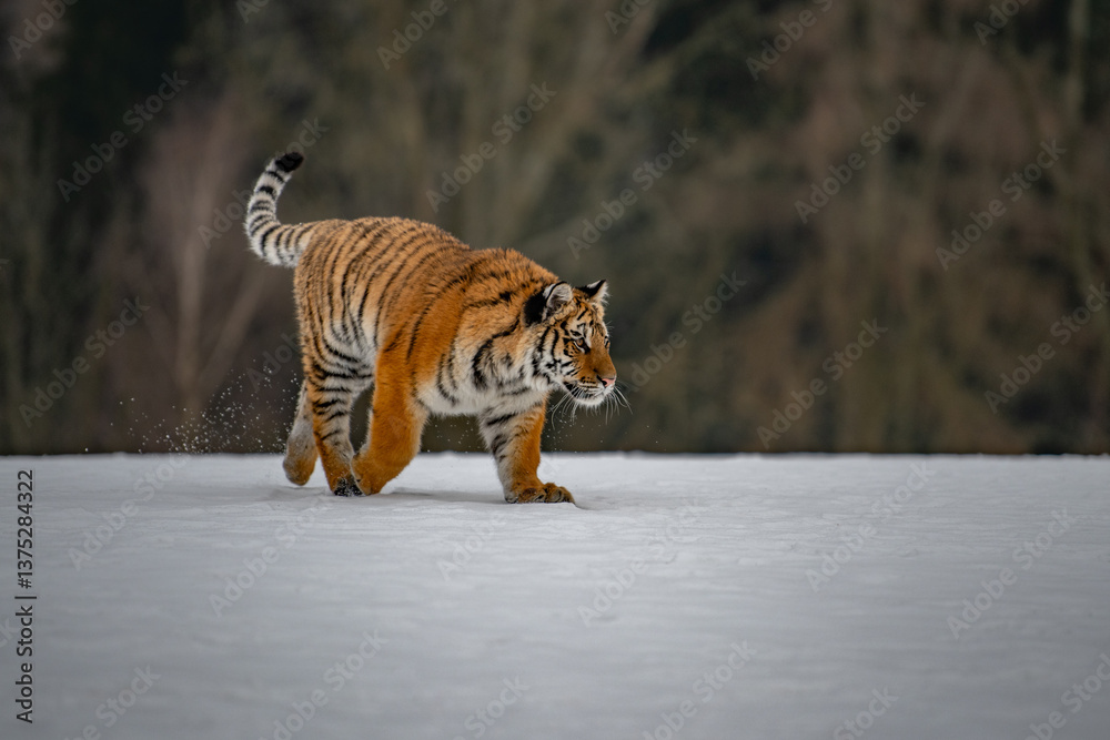 Obraz premium Siberian Tiger running in snow. Beautiful, dynamic and powerful photo of this majestic animal. Set in environment typical for this amazing animal. Birches and meadows