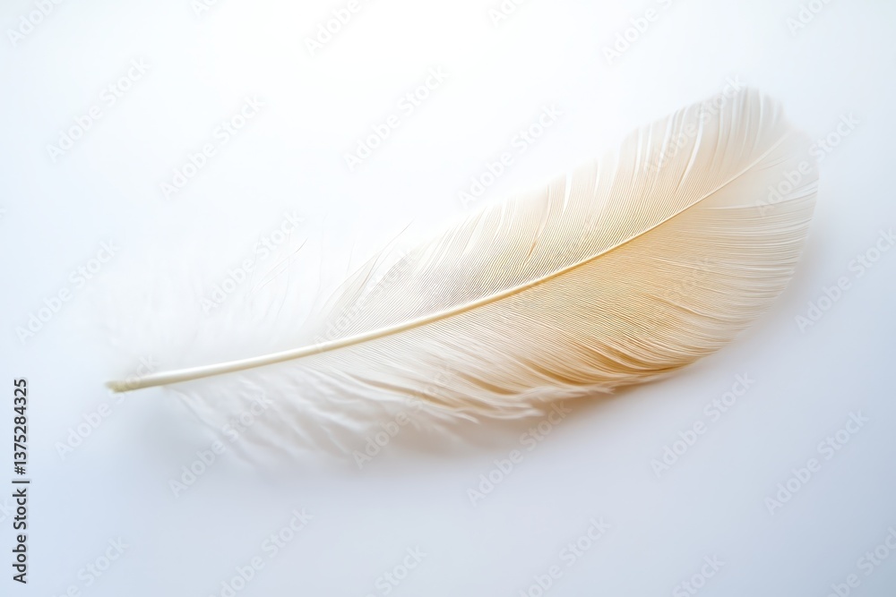 Obraz premium A single isolated feather displaying soft textures and natural colors
