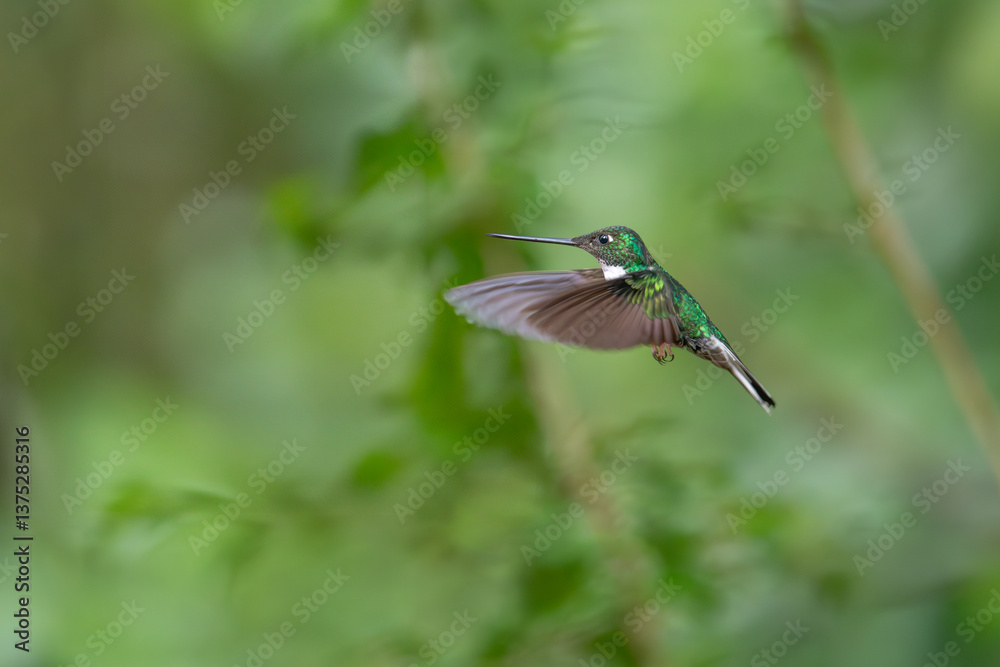Fototapeta premium Frontal shot of a Fire throated Hummingbird feeding on a foxglove flower in a cloud forest garden in Costa Rica