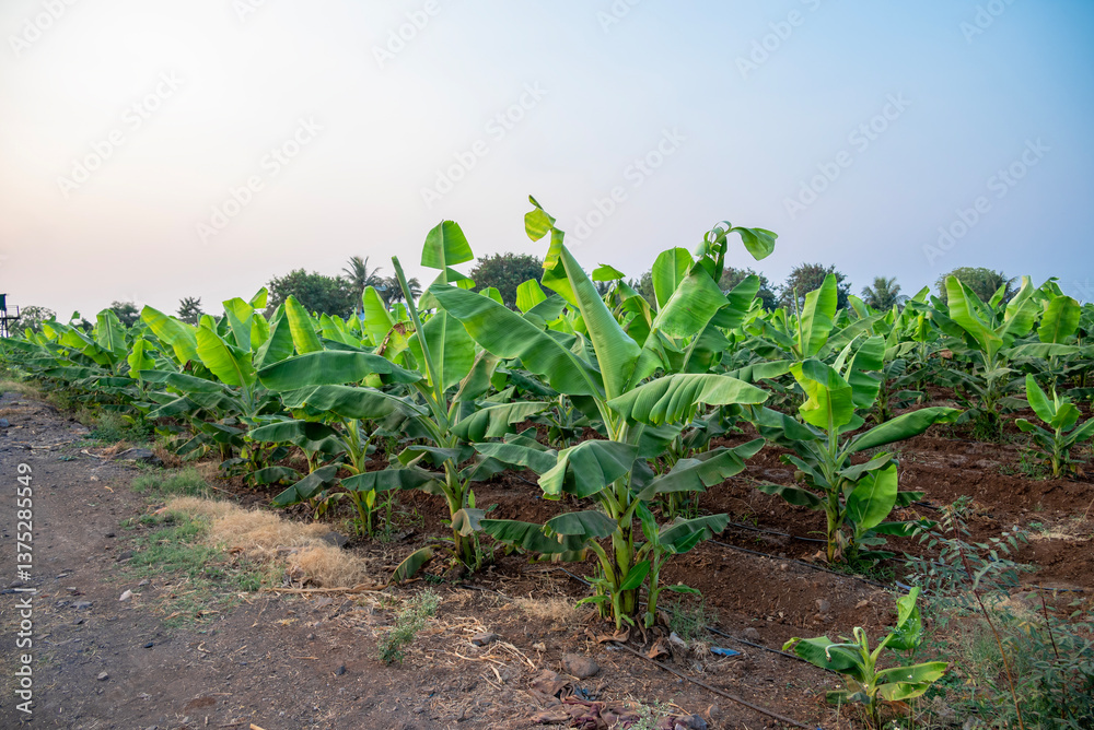 Banana plantation. Growing Young banana plants, leaves. Young banana plants Banana plantation. Growing Young banana plants, leaves. Young banana plants