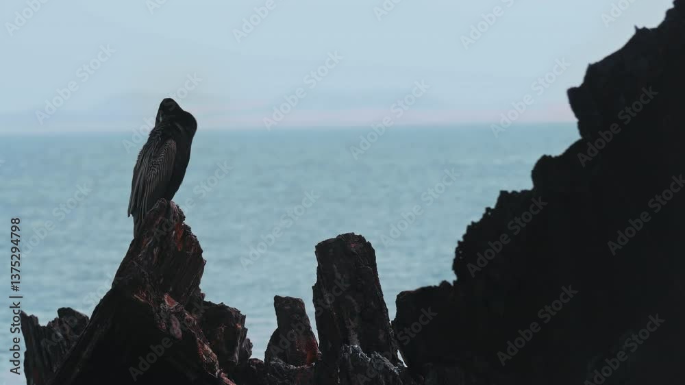 Pacific Reef Egret Sitting on Rusty Shipwreck, aka eastern reef Pacific Reef Egret Sitting on Rusty Shipwreck, aka eastern reef