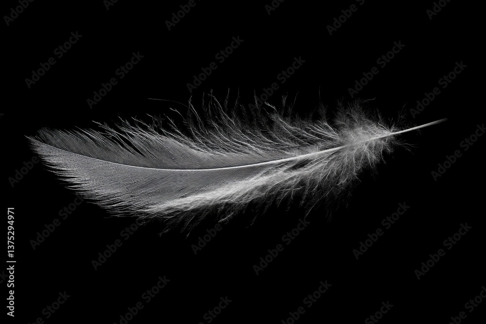 Obraz premium A Single White Feather Floating Against a Black Background