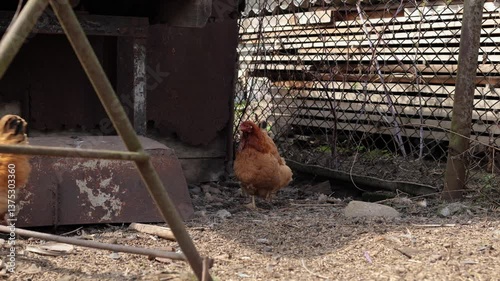 Chickens in the yard, rural area. A chicken eats grain in the yard. Natural area, chickens in the village. A bird that feeds on food from the ground