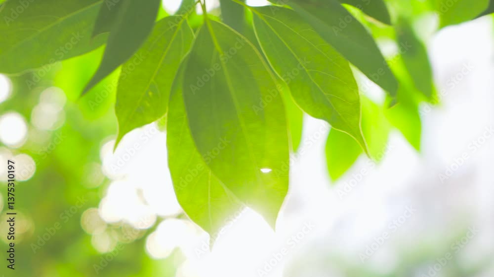 4k Video of Beautiful Early Summer Landscape With Backlight Leaves Closeup 4k Video of Beautiful Early Summer Landscape With Backlight Leaves Closeup