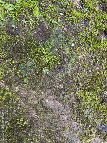 Tree Trunk Texture with Green Moss Growth
