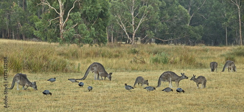 Kangaroos in Grampians National Park in Victoria, Australia
