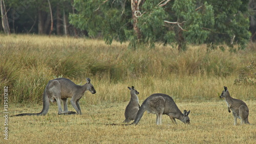 Kangaroos in Grampians National Park in Victoria, Australia
