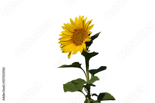 close-up of a bright yellow sunflower with a green stem and leaves,