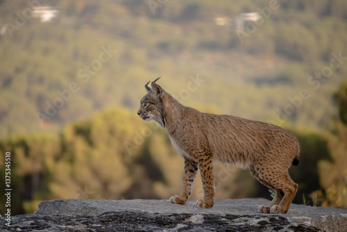 Iberian lynx in the mountains in the afternoon
