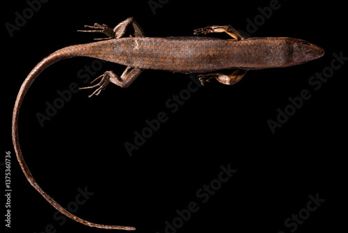 Common Sun Skink Thailand