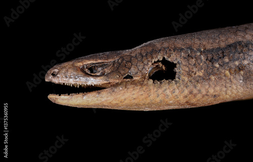 Common Sun Skink Thailand