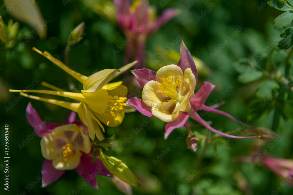 Obraz premium Colorful aquilegia flowers blooming in a vibrant garden setting