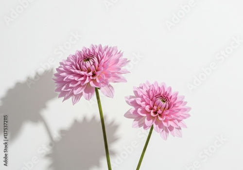 Two pink dahlia flowers with green stems casting shadows against a white background in a studio shot transparent background