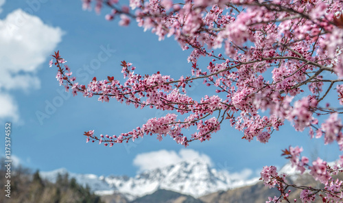 pink flowers of a blooming prunus on the background of snowy mountain peaks a...