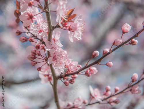 closeup on beautiful pink flowers and buds on branches of prunus blooming at ...