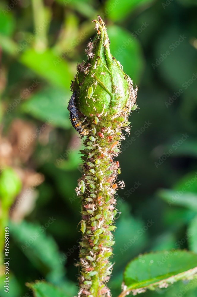 Obraz premium A rosebud is covered in aphids as a ladybug larva hunts them, illustrating natural pest control in action.