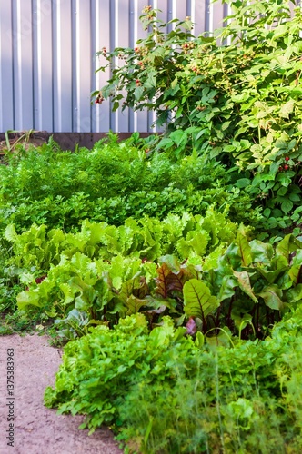 Slika na platnu An abundant kitchen garden flourishes with leafy greens, beets, carrots, and a bountiful berry bush