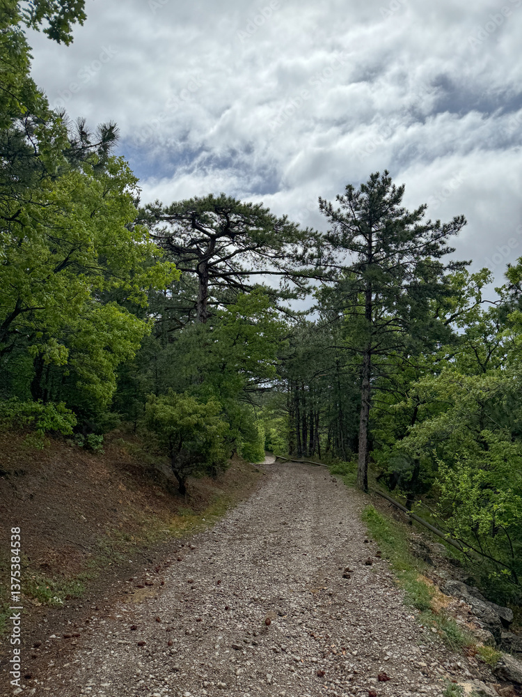 Fototapeta premium forest mountain road and coniferous green forest