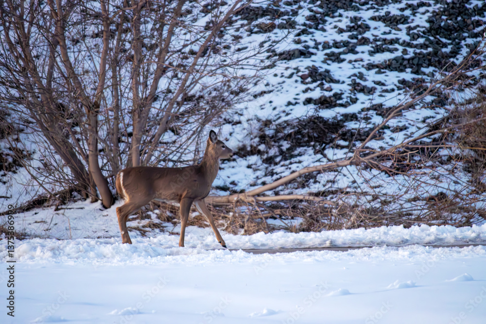 Fototapeta premium A deer in the snow