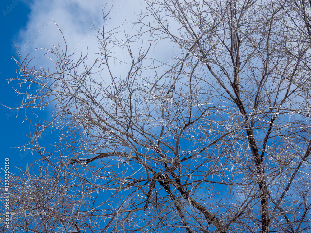 Ice-covered tree branches with a cloudy blue sky in winter Ice-covered tree branches with a cloudy blue sky in winter