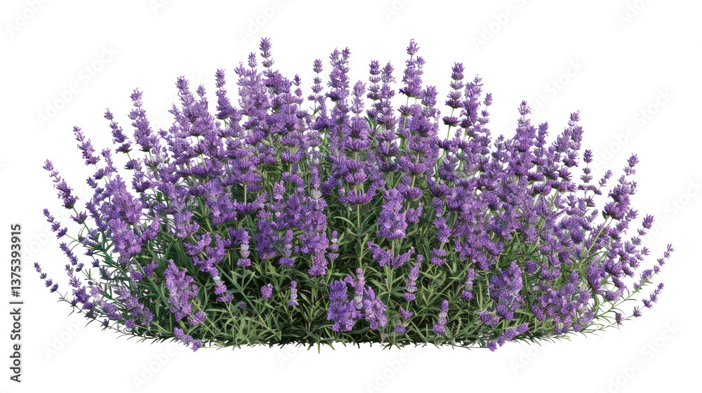 Naklejka premium Lavender's Purple Majesty: A vibrant cluster of lavender blooms, showcasing the delicate beauty and soothing color of the aromatic herb.