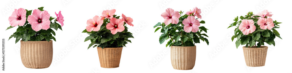 Obraz premium Vibrant pink hibiscus flowers in decorative pots