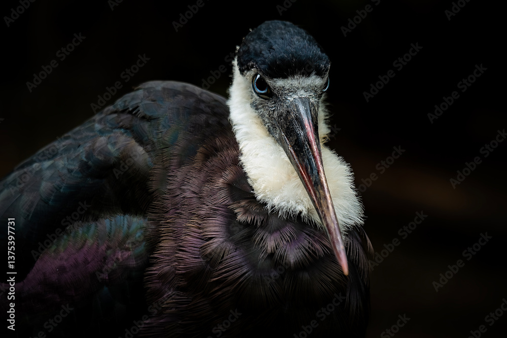 Fototapeta premium Asian woolly-necked stork