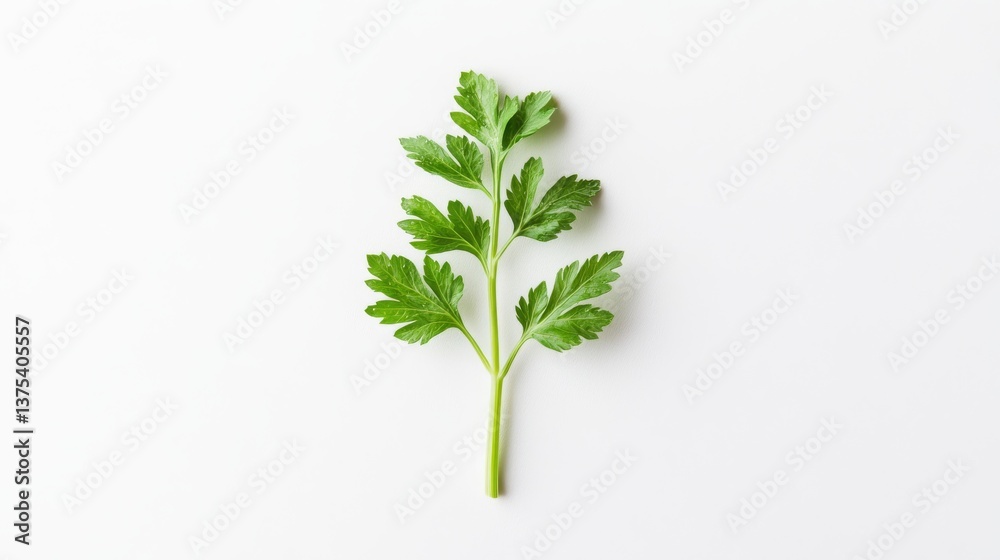 Fototapeta premium a single celery stalk isolated on a white background