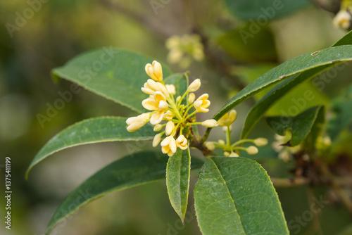 Fotografía Osmanthus tree in bloom