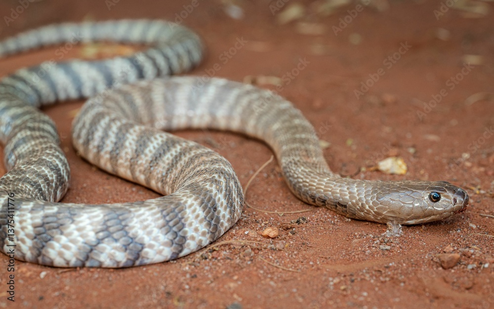 Obraz premium Snake on red soil with visible scales