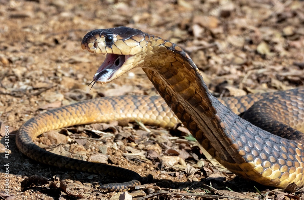 Obraz premium Cobra in Defensive Posture