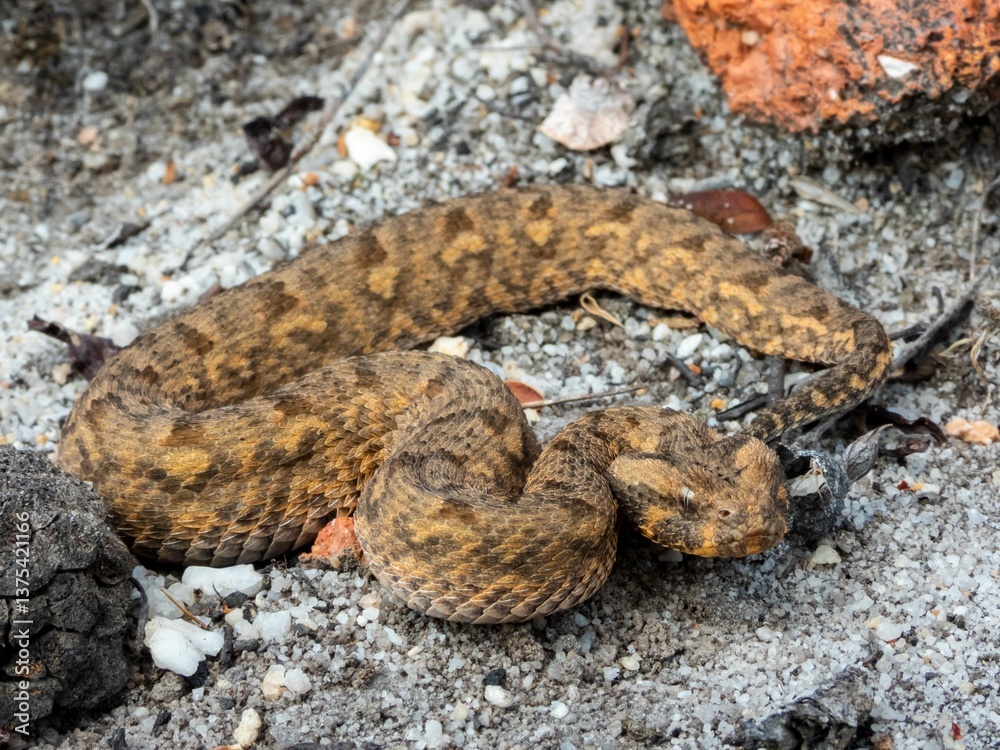 Obraz premium Horned Viper Snake in Natural Habitat