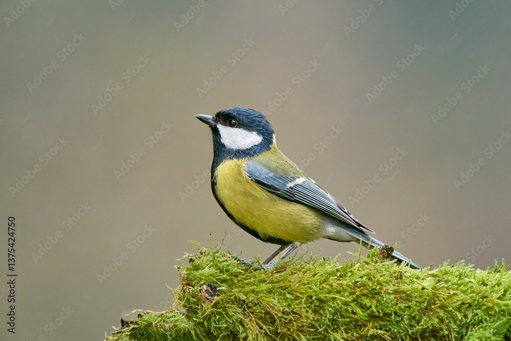 Obraz premium Kohlmeise auf Moos