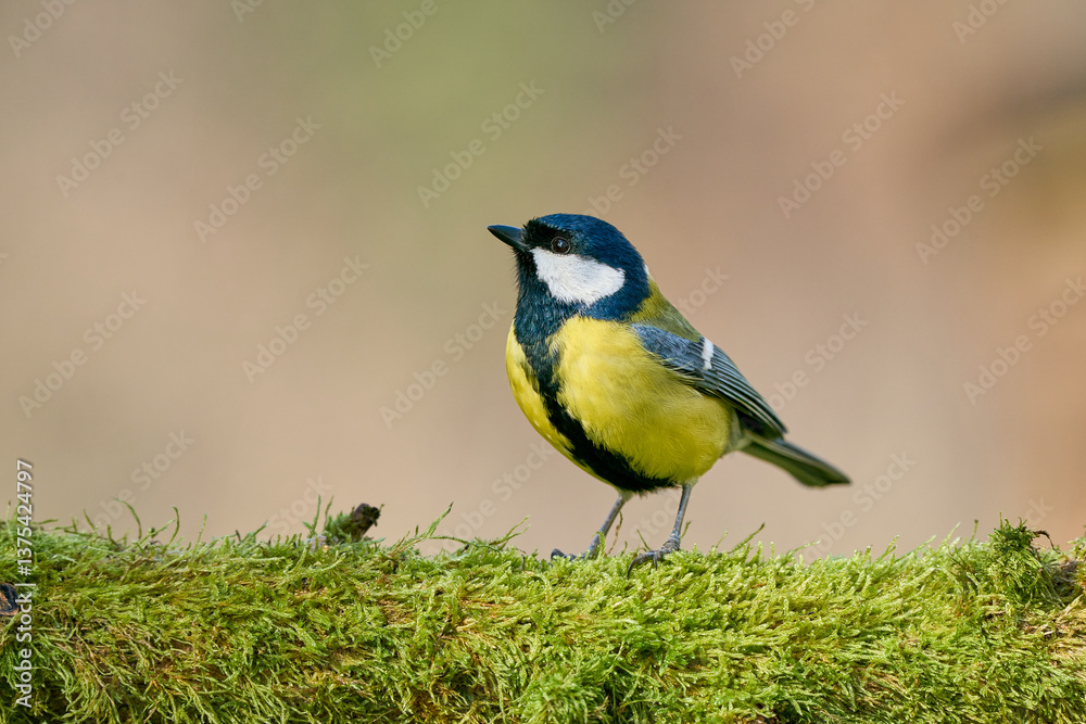 Fototapeta premium Kohlmeise auf Moos