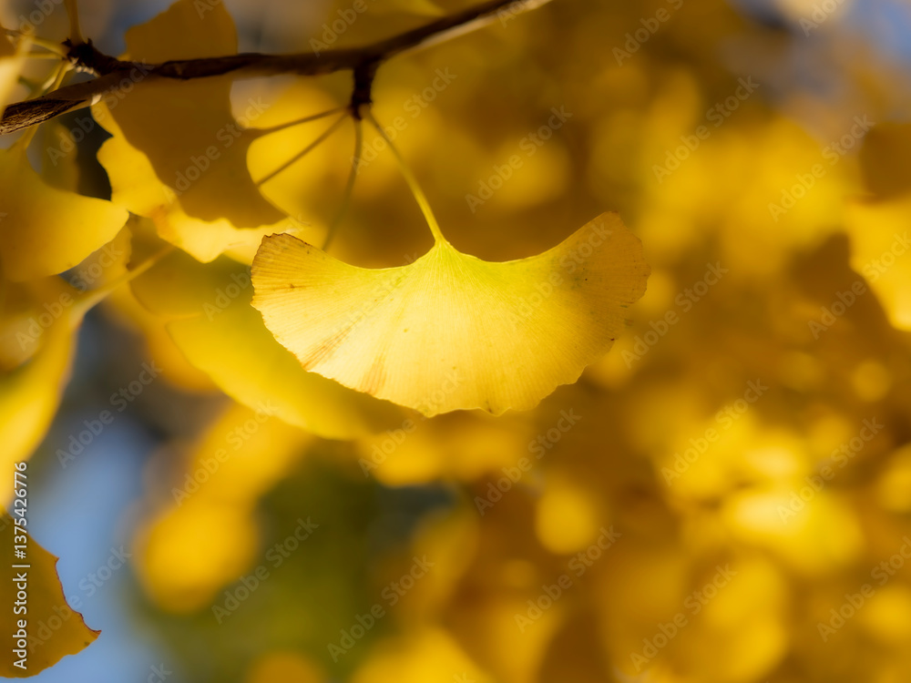 Obraz premium 秋の公園や街並みを彩るイチョウ並木の紅葉の風景。木漏れ日に輝く黄色いイチョウの葉っぱ。