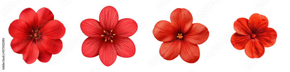 Obraz premium Four close up images of beautiful vivid red flowers with delicate petals pistils and stamens in full bloom against a clean white background