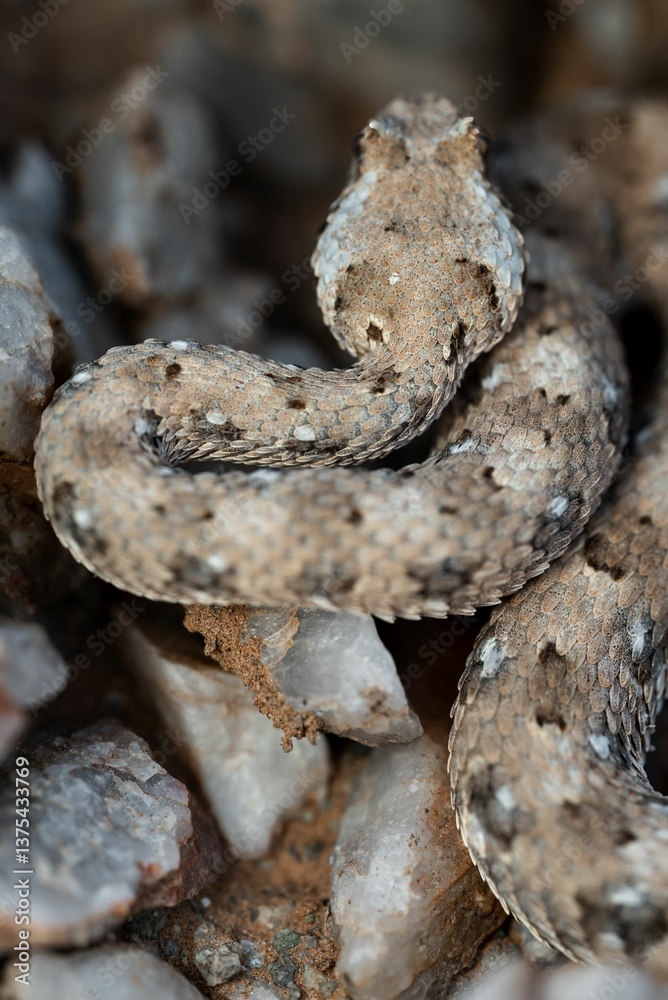 Obraz premium Snake camouflaged among rocks.