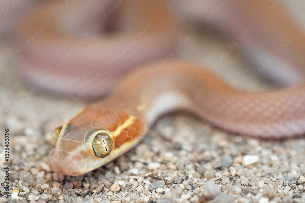 Fototapeta premium Close-up of a snake on gravel