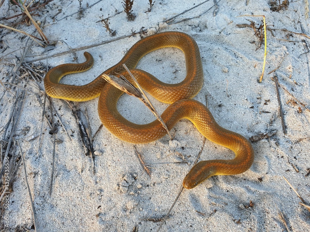 Obraz premium Golden-brown snake on sandy terrain.
