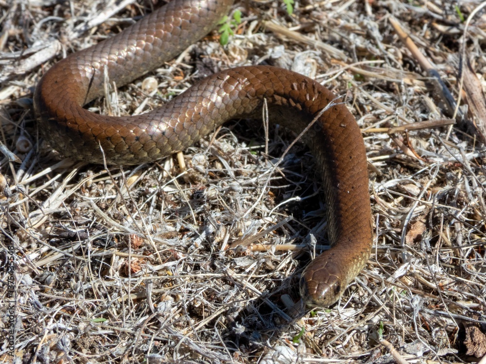 Obraz premium Brown snake in dry grass habitat