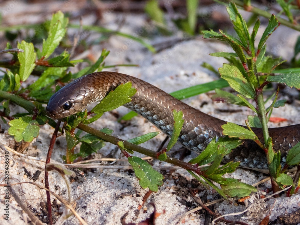 Obraz premium Snake slithering through foliage on sandy ground.