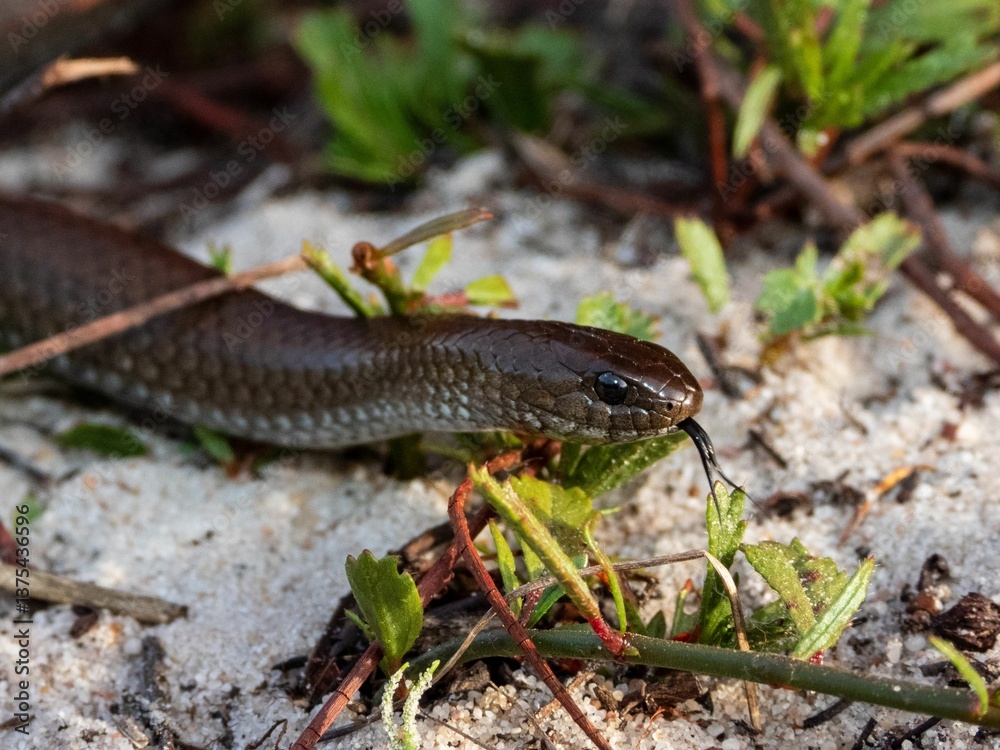 Obraz premium Snake slithering through grass and sand.