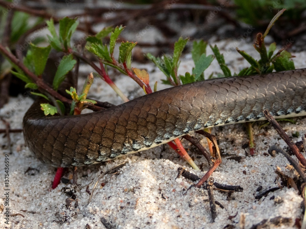 Fototapeta premium Snake slithering through grass and sand