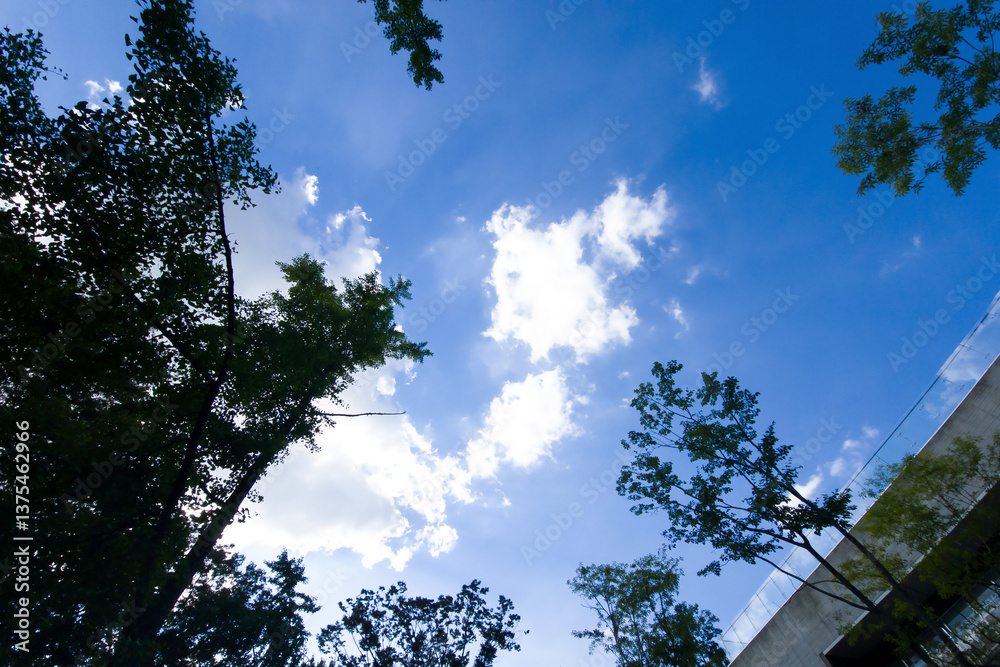 Obraz premium Daytime Beautiful Blue sky with fluffy cumulus clouds, framed by lush green trees, for a background