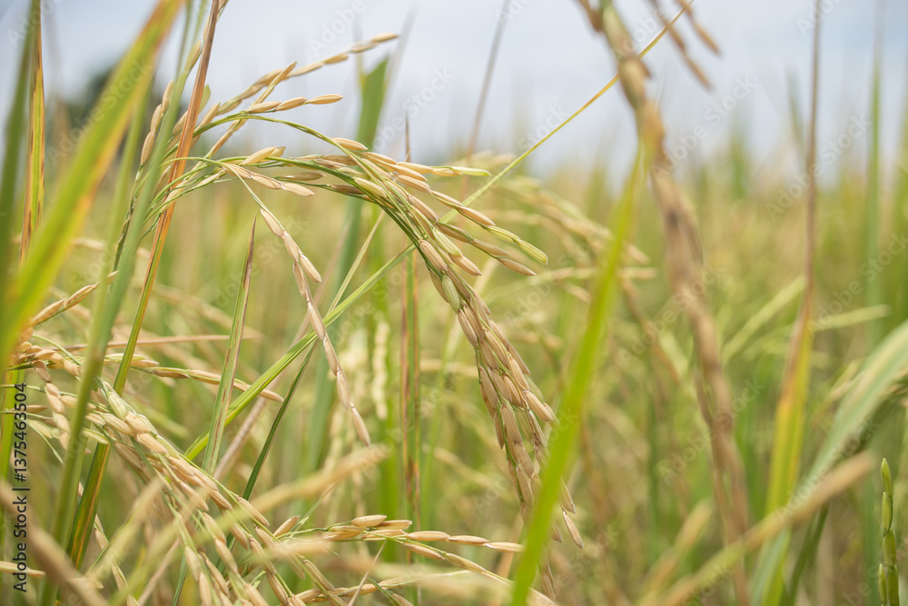 Fototapeta premium Golden rice ears