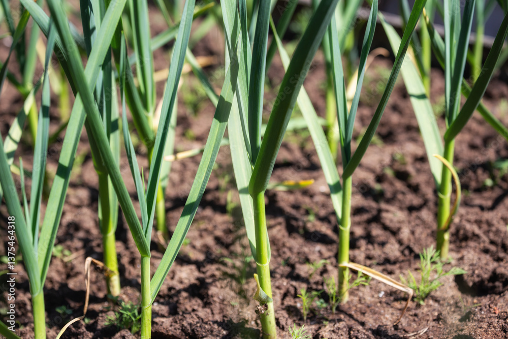 Garlic plant