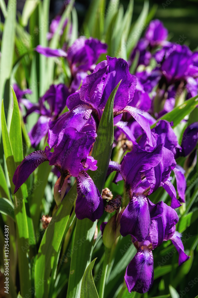 Irises on a flower bed