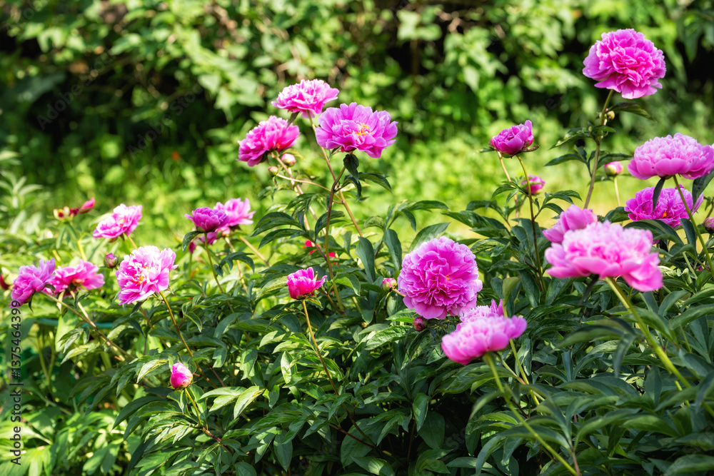 Blooming peony bushes
