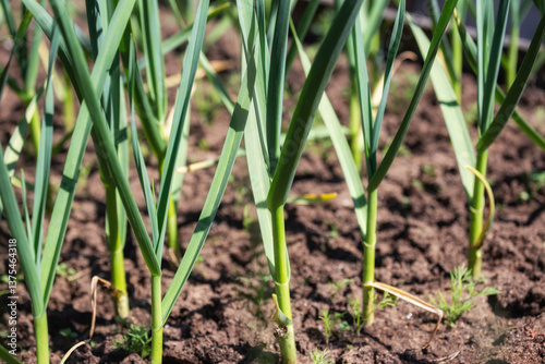 Obraz na płótnie Garlic plant w salonie